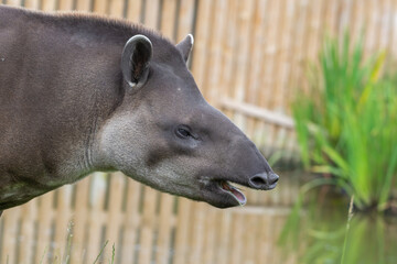 Adult Brazillian Tapir Walking on Grass