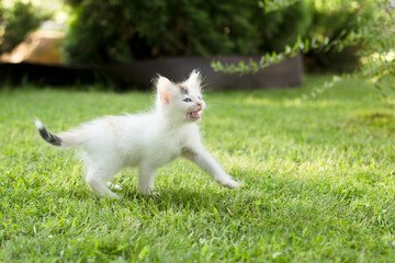 Naklejka na ściany i meble cute kitten on the grass, in summer