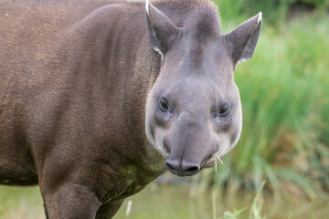 Fototapeta na wymiar Adult Brazillian Tapir Walking on Grass