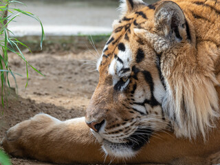 Bengal Tiger Laying on Grass