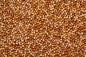 Golden millet isolated on white background. Bird food