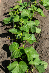young shoots of cucumber plants growing in the garden