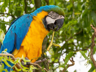 Blue and Yellow Macaw in a Tree