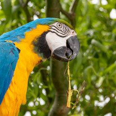 Blue and Yellow Macaw in a Tree