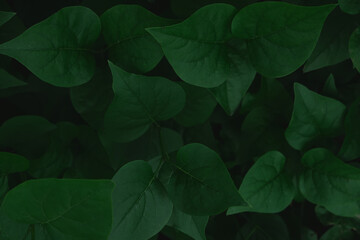 Green leaves with copy space. They are color tone dark.