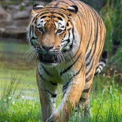 Naklejka na ściany i meble Bengal Tiger Laying on Grass