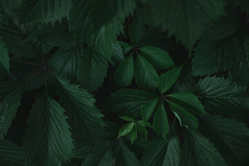 Green leaves with copy space. They are color tone dark.