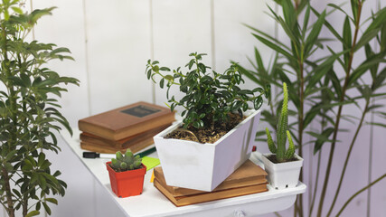 Plants and books on a desk in a white office.