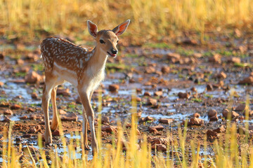 deer in the grass