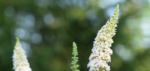 White butterfly-bush 