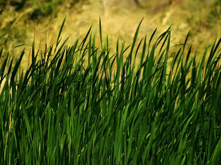 a close up of green grass