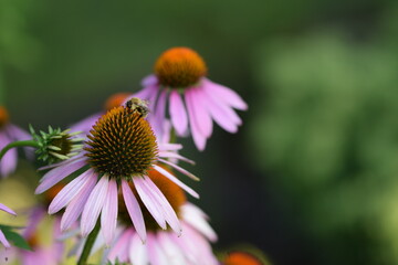 Bee on pink echinacea flower, bokeh garden background, sunny garden image, floral background with green space for text.
