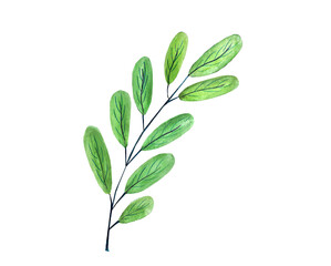 watercolor floral
illustration 
green leaf 