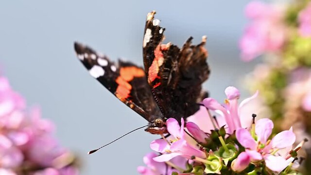 Red Admiral butterfly collecting nectar from the flower of a Viburnum flower in summertime. Footage.