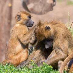Young Baboon Grooming Another Baboon