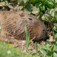 Capybara Laying in a Mud Bath