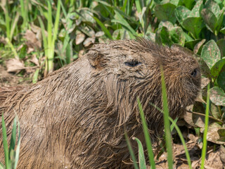 Capybara Laying in a Mud Bath