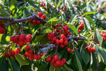 Fototapeta premium cherry tree branch with ripe large fruits