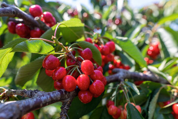 cherry tree branch with ripe large fruits