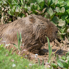 Capybara Laying in a Mud Bath