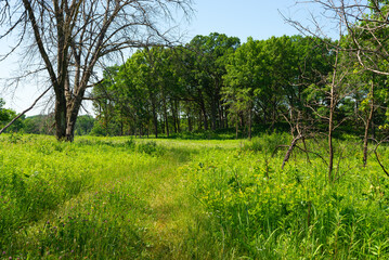 Obraz na płótnie Canvas Grassland landscape.