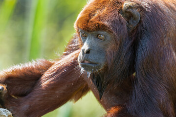 Naklejka premium Red Howler Monkey Resting