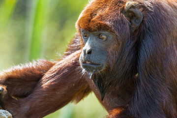 Red Howler Monkey Resting