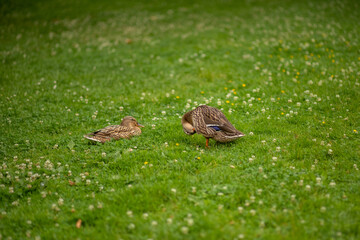 female duck on a green lawn.