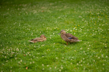 female duck on a green lawn.