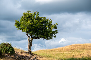 Fototapeta na wymiar windswept tree 