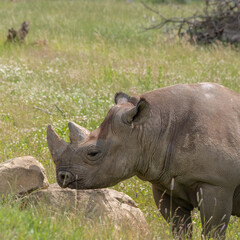 Obraz premium Eastern Black Rhino Standing on Grass