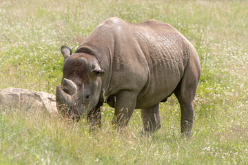 Fototapeta premium Eastern Black Rhino Standing on Grass