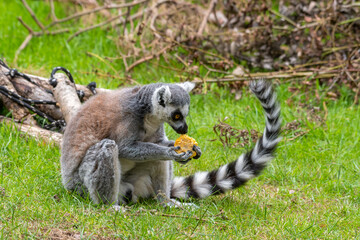 Naklejka na ściany i meble Ring-Tailed Lemur Sitting on the Ground