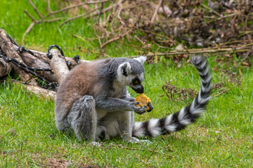 Ring-Tailed Lemur Sitting on the Ground