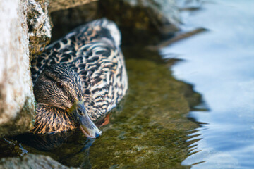 Ente am Zürichsee (Schweiz)