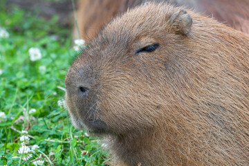 Capybara Laying in a Mud Bath