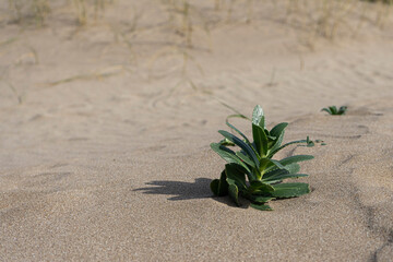 Small plant in beach sand