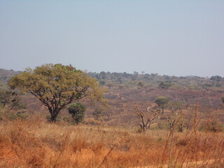 Beautiful Landscape of the African Savannah