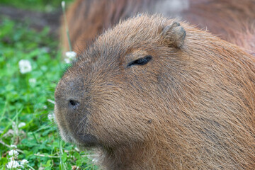 Capybara Laying in a Mud Bath