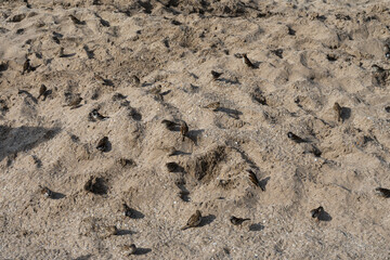Group of sparrows on the beach sand.