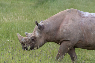 Eastern Black Rhino Standing on Grass