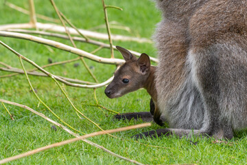 Very Young Joey Wallaby in its Mothers Pouch