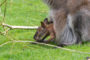 Very Young Joey Wallaby in its Mothers Pouch