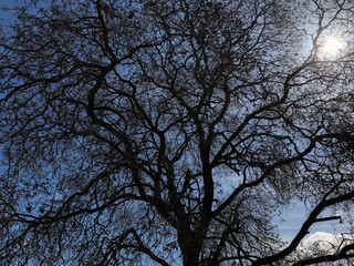 tree and sky