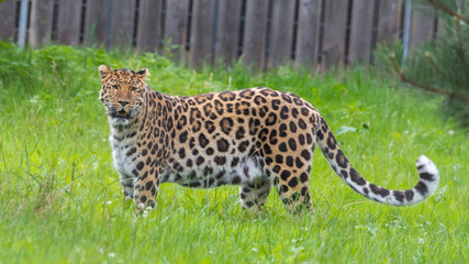 Amur Leopard Standing on Grass