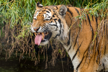 Fototapeta na wymiar Siberian Tiger Showing its Teeth