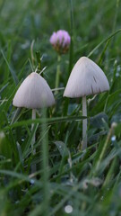 yard mushrooms or lawn mushrooms
