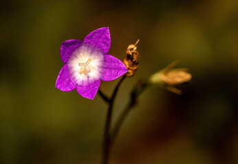Fototapeta na wymiar flower of campanula on smooth background