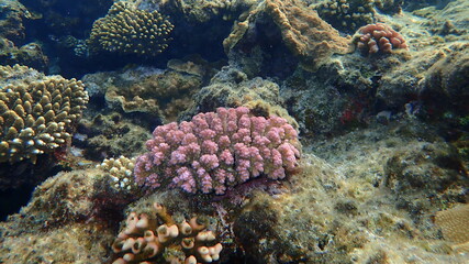 Stony coral rasp coral, or cauliflower coral, knob-horned coral (Pocillopora verrucosa) undersea,...