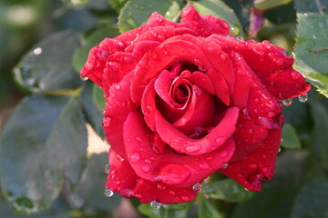 red rose with rain drops